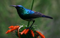 Variable sunbird perched on a branch. Original public domain image from Flickr