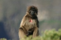 Gelada baboon, Simien Mountains National Park, Ethiopian Highlands. Original public domain image from <a href="https://www.flickr.com/photos/51217537@N00/32314538143/" target="_blank">Flickr</a>