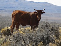 The Bureau of Land Management photo. Original public domain image from Flickr