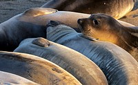 Group of seals. Original public domain image from Flickr