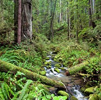 The 7,472-acre Headwaters Forest Reserve was established in 1999 after a decade-long grassroots effort to protect the world’s last unprotected, intact, old-growth redwood forest ecosystem.