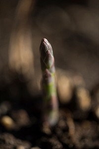 Asparagus at the U.S. Department of Agriculture (USDA) Headquarters People's Garden in Washington, D.C., Wednesday, April 5, 2017.