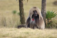 Gelada baboon, Simien Mountains National Park, Ethiopian Highlands. Original public domain image from Flickr