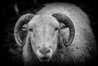 Black and white goat background. Original public domain image from Flickr