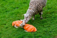 Lambs with orange raincoats. Original public domain image from Flickr