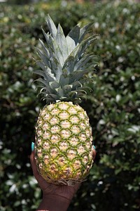 U.S. Department of Agriculture (USDA) Agricultural Marketing Service (AMS) “VegU” Program Coordinator Laura Popielski offers safe pineapple slicing practices and storing tips, and Kayla Johnson provides growing information and selection tips at the USDA Farmers Market “VegU(cation)” tent, in Washington, D.C., on June 9, 2017.