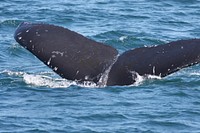 Whale fin. Original public domain image from Flickr