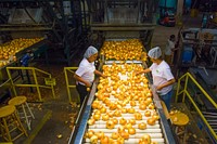 Workers processing Vidallai Onions at Bland Farms in Glennville, Georgia, June 20, 2017. USDA photo by Preston Keres. Original public domain image from Flickr