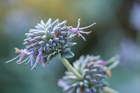 Salvia leucophylla is a native California plant. Photographed by Volunteer Photographer Connar L&#39;Ecuyer. Original public domain image from <a href="https://www.flickr.com/photos/santamonicamtns/34753083444/" target="_blank">Flickr</a>