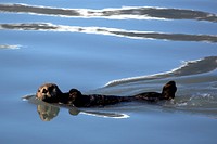 Otter floating on its back. Original public domain image from Flickr