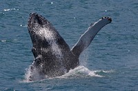 Humpback whale. Original public domain image from <a href="https://www.flickr.com/photos/alaskanps/34066984184/" target="_blank">Flickr</a>