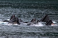 Humpback whale. Original public domain image from <a href="https://www.flickr.com/photos/alaskanps/34067086134/" target="_blank">Flickr</a>