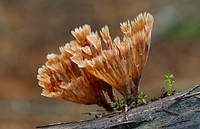 Wine Glass Fungus on woods. Original public domain image from Flickr