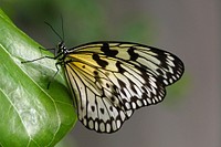 Idea leuconoe. Commonly known as the Paper Kite, Idea leuconoe are native to densely forested regions in South China, South Japan, Malaya, Java, Borneo, and the Philippines. These butterflies have weak, fluttery flight interspersed with gliding due to the high ratio of their wing-size to body-size. Their wings are generally a light yellow, brown, or off-white, with dark brown or black veins and spots. Original public domain image from Flickr