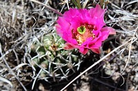 Fendler's hedgehog cactus. Original public domain image from Flickr