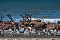 Caribou herd by beach. Original public domain image from Flickr