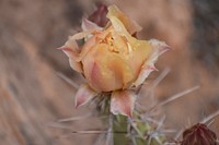 Soft Prickly Pear. Original public domain image from Flickr