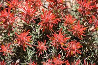 Indian Paintbrush blooms. Original public domain image from Flickr