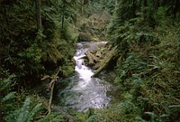 Willaby Creek, Olympic National Forest.jpg. Original public domain image from Flickr