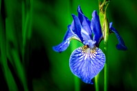 Iris. Original public domain image from Flickr