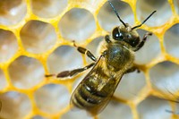 Honey bee on hive photo. Original public domain image from Flickr