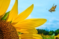 Sunflowers begin to bloom in the Western Montgomery County, McKee-Beshers Wildlife Management Areas, near Poolesville, Md., July 21, 2017. USDA photo by Preston Keres. Original public domain image from Flickr