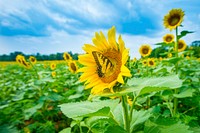 Sunflowers begin to bloom in the Western Montgomery County, McKee-Beshers Wildlife Management Areas, near Poolesville, Md., July 21, 2017. USDA photo by Preston Keres. Original public domain image from Flickr