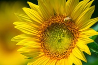 Sunflower background. Original public domain image from <a href="https://www.flickr.com/photos/usdagov/35937921651/" target="_blank">Flickr</a>