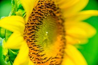 Sunflowers begin to bloom in the Western Montgomery County, McKee-Beshers Wildlife Management Areas, near Poolesville, Md., July 21, 2017. USDA photo by Preston Keres. Original public domain image from Flickr