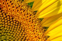 Sunflowers begin to bloom in the Western Montgomery County, McKee-Beshers Wildlife Management Areas, near Poolesville, Md., July 21, 2017. USDA photo by Preston Keres. Original public domain image from Flickr