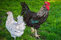 Chickens were in the U.S. Department of Agriculture (USDA)People's Garden for a special pre-celebration of National Egg Day during the weekly farmers market at the USDA headquarters in Washington, D.C., June 2, 2017.