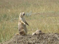 Black-tailed prairie dogs watch from their burrow.