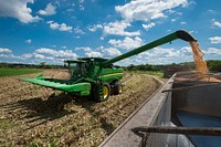 Navy-veteran Lenny Evans Miles, Jr. watches as he unloads corn from the full combine to the truck from a 10 acre field of the 3,000 acre operation belonging to Bluestem Farms LLC, in Chestertown, Md.