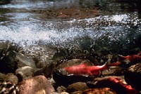 Sockeye Salmon, fisheries. Original public domain image from Flickr