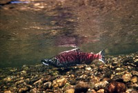 Sockeye Salmon, fisheries. Original public domain image from Flickr