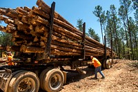 Timber sales production in the Chatahochee National Forest, GA. Original public domain image from Flickr