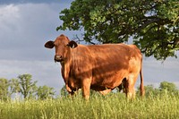 Cow in a field. Original public domain image from <a href="https://www.flickr.com/photos/blmcalifornia/36827310473/" target="_blank">Flickr</a>