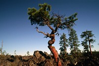 Deschutes National Forest, old growth ponderosa pine growing in lava. Original public domain image from Flickr