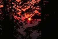 Sunset through Trees, Rogue River-Siskiyou National Forest. Original public domain image from Flickr