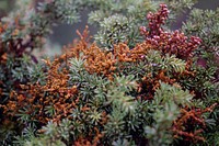 Mistletoe and Fir Branches. Original public domain image from Flickr