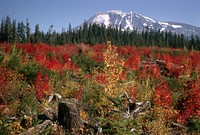 Fall color in clearcut -Mt Adams, Gifford Pinchot Nat'l Forest 1971. Original public domain image from Flickr