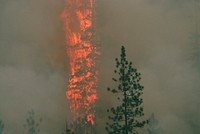 Rogue River-Siskiyou National Forest Biscuit Fire. Original public domain image from Flickr