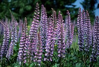 Field of Purple Lupine. Original public domain image from Flickr