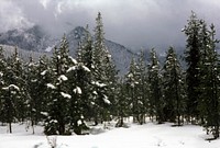 Winter Forest, Mt Hood National Forest. Original public domain image from Flickr