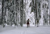 Crosscountry skiing Mt Hood National Forest. Original public domain image from Flickr