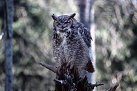 Great horned owl. Original public domain image from Flickr