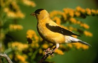 American goldfinch. Original public domain image from Flickr