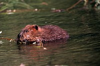 Beaver, wildlife. Original public domain image from Flickr