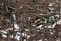 Gifford Pinchot National Forest, Mt St Helens NVM. Original public domain image from Flickr