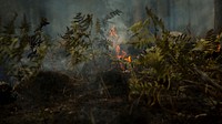 Fuels burn during the Milli Fire in Deschutes National Forest near Sisters, OR, August 24, 2017. (USDA photo by Andrew R. Mitchell). Original public domain image from Flickr